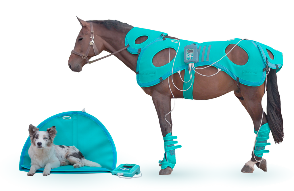 Magnetoterapia veterinária